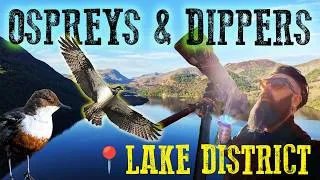 Thumbnail: The Perfect Family Holiday for Bird Lovers? | Lake District