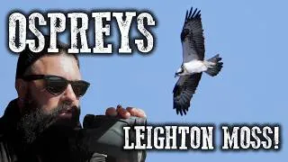 Thumbnail: Birding at Leighton Moss | OSPREYS, nesting Blue Tits & Marsh Harriers