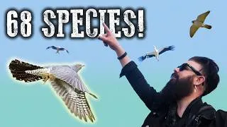 Thumbnail: Cuckoo, Peregrine Falcon and WHITE STORK at RSPB Otmoor!