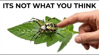 Thumbnail: Never Kill a Garden Spider — Here's the Real Reason It's Guarding Your House