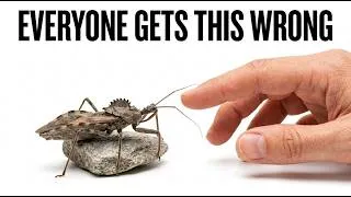 Thumbnail: The One Backyard Bug You Should Actually Fear — Assassin Bug Not What You Think