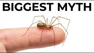 Thumbnail: That Daddy Longlegs in Your House Isn't What You Think — Never Kill It
