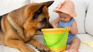 Thumbnail: Baby Shows Her Toys to Her German Shepherd