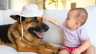 Thumbnail: Baby Tries to Put a Hat on Her German Shepherd