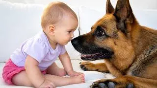 Thumbnail: Baby Tries to Kiss German Shepherd
