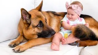 Thumbnail: Baby Finds Comfort Next to Her German Shepherd