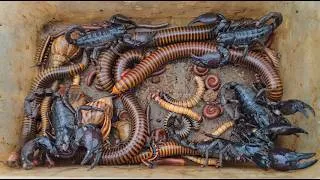 Thumbnail: Best of the best hunting insects near my home , millipedes, scorpions, many rare bugs | Rok Reach