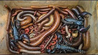 Thumbnail: I Found Many Scorpions And Giant Millipedes Under This Wood! | Safe Handling | Rok Reach