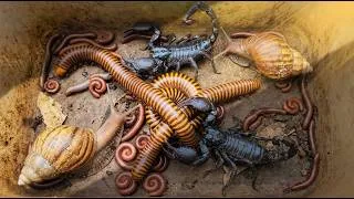 Thumbnail: Fantastic Discovery! I Catch Many Giant Millipedes, Scorpions And More Bug Near My Home