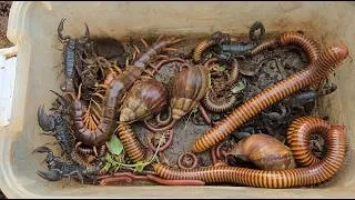 Thumbnail: Fantastic hunting group of venomous insects, millipedes, scorpions and more | rok reach