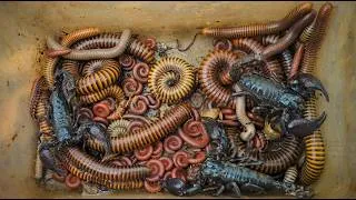 Thumbnail: I Catch Many Venomous Scorpions, Giant Millipedes & More Bugs Around The Banana Trees
