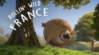 Thumbnail: Rollin' France - what if animals were round?