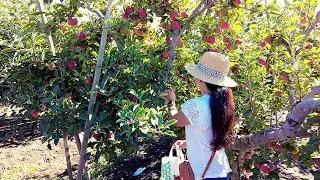 Thumbnail: Apple picking at Los Rios Rancho | Oak Glen, California