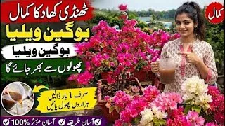 Thumbnail: Best Homemade Liquid Fertilizer For Flowering Plant|Fertilizer & Secret Care Guide For Bougainvillea