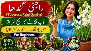 Thumbnail: Tuberose(Rajni Gandha)Bulbs Planting Guide for Beginners|Soil Mix & planting Secret Care Guide