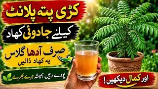 Thumbnail: Best Liquid Fertilizer For Curry Patta Plant|Curry Leaves Plant Secret Fertilizer For Fast Growth
