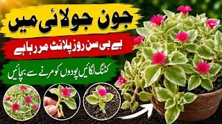 Thumbnail: Baby Sun Rose Plant Care In Summer | Save Your Dying Plant |  Flowering Succulent Propagation Tips