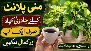 Thumbnail: Best Homemade Liquid Fertilizer For Money Plant & Pothos | How To Grow Bigg Leaves On Money Plant 