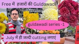 Thumbnail: Guldawadi cutting keise lagaye | chrythensamum grow |  sewanti care | Rooftop organics 