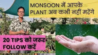 Thumbnail: Monsoon में plant को मरने से बचाएं | monsoon Plant Care  | watering method | Rooftop organics 