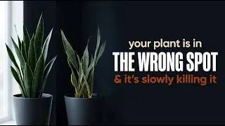 Thumbnail: Best Houseplant for Every Room — Snake Plant to Areca Palm