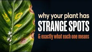 Thumbnail: Every Bump, Spot & Wrong Colour on Houseplants Explained