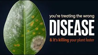 Thumbnail: Every Houseplant Disease Symptom Explained