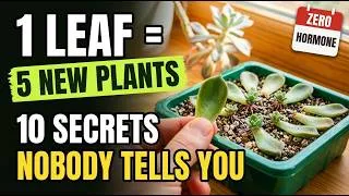 Thumbnail: Succulent Leaves Won't Root? Every Reason Explained