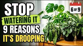 Thumbnail: Every Reason Your Plant Is Drooping Explained