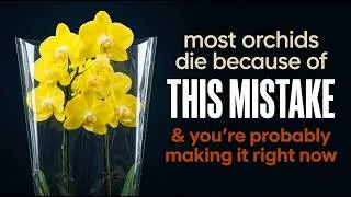 Thumbnail: Every mistake when buying a new orchid explained