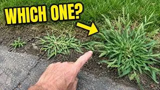 Thumbnail: How to get rid of CRABGRASS.