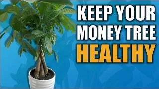 Thumbnail: Money Tree Care for Beginners 🌿 Easy Tips to Keep Your Money Tree Healthy