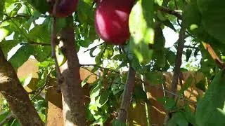 Thumbnail: PLUMS IN OUR GARDEN | Big harvest this year !