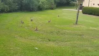 Thumbnail: Hop Little Bunnies!