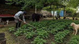 Thumbnail: Grandma’s Village Life – Caring for Potato Sprouts & Cooking a Delicious Lunch
