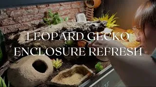 Thumbnail: Leopard Gecko Enclosure Refresh - Rosie's Reptiles
