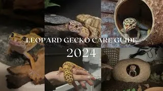 Thumbnail: Leopard Gecko Care Guide 2024 - Rosie's Reptiles