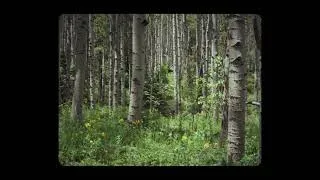 Thumbnail: Of Twigs and Clay [Basement Tapes]