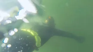 Thumbnail: BUDDY’S FIRST TIME FREEDIVING!!!