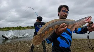 Thumbnail: 😱 Big Snakehead Back-to-Back Live Attacks! | Frog Lure Fishing 🎣🐟