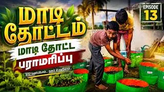 Thumbnail: மாடித்தோட்ட பராமரிப்பு 🌱 | Terrace Garden Maintenance | Episode 13 | Home Gardening Tips