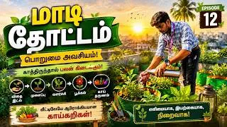 Thumbnail: 🌱 மாடித்தோட்டத்திற்கு பொறுமை அவசியம்! | Maadi Thottam | Terrace Garden | Gardening Tips 🌿🥕🍅