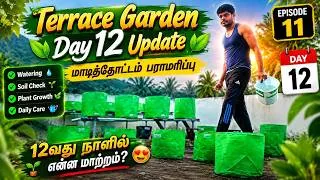 Thumbnail: Terrace Garden Update🌱மாடித்தோட்டம் செடிகளின் வளர்ச்சி எப்படி இருக்கு Maadi Thottam | Terrace Garden