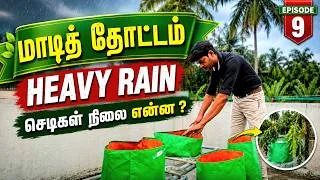 Thumbnail: ⛈️ Heavy Rain😱 Maadi Thottam செடிகளின் நிலை என்ன? 🌧️🌱 | Terrace Garden | Gardening ideas