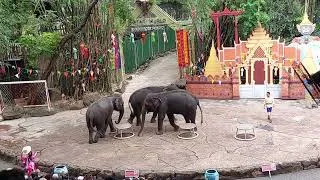Thumbnail: 🌿🇹🇭#Thailand 🐘✨#ElephantShow