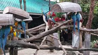 Thumbnail: #Macaw Parrot 🦜🌈#Colourful Birds 💙❤️💛🦜🌈 A Colourful Paradise at Safari World! 🇹🇭✨