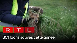 Thumbnail: 351 faons sauvés cette année | RTL Luxembourg