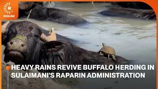 Thumbnail: Heavy rains revive buffalo herding in Sulaimani’s Raparin administration