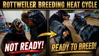 Thumbnail: Rottweiler Breeding Heat Cycle Explained 🐾 From First Signs to a Successful Tie