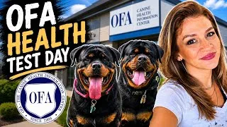 Thumbnail: Taking Our Rottweilers for OFA Health Testing Before Breeding 🐾 Full Vlog